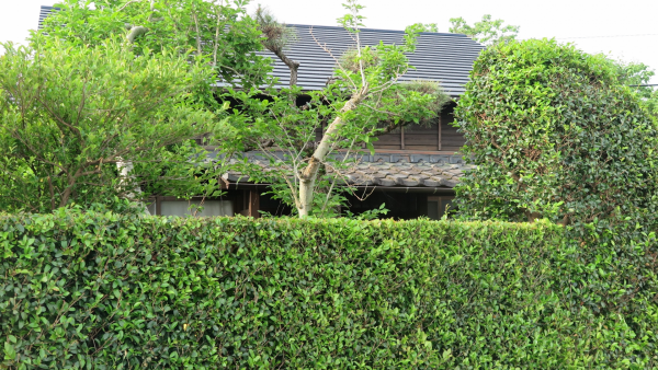生垣の設置で防犯対策に？意外と知らない植栽の力に驚き！サムネイル